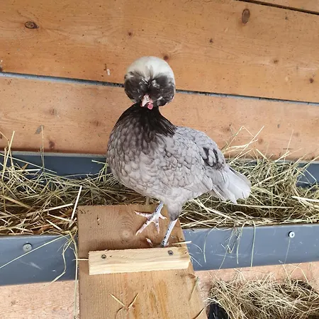Camping Kota Au Mont Des Autruches Sainte-Sigolene