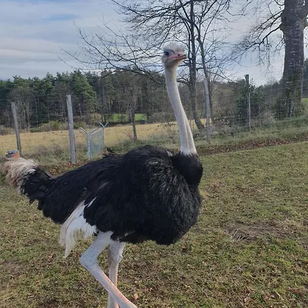 Kota Au Mont Des Autruches Sainte-Sigolene