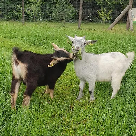 Kota Au Mont Des Autruches